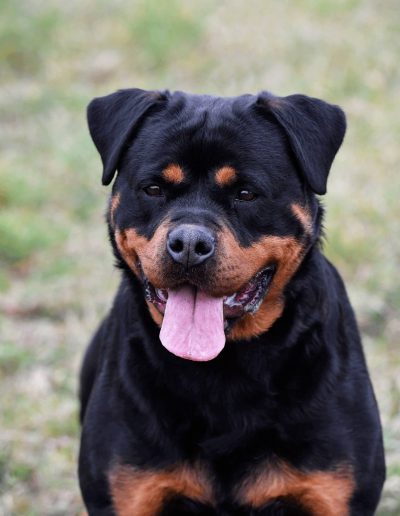 Nikla rottweiler femmina